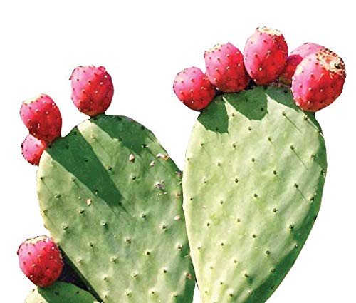Photo of nopal plant with tunas